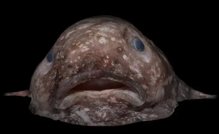 Misteriosas criaturas marinas encontradas en Australia Misteriosas criaturas marinas encontradas en Australia