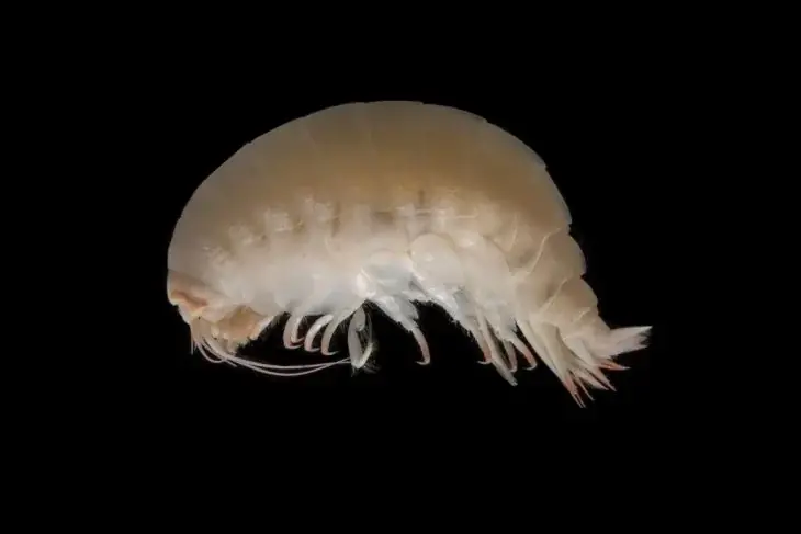Misteriosas criaturas marinas encontradas en Australia Misteriosas criaturas marinas encontradas en Australia