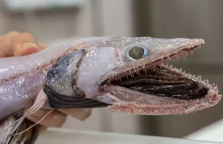 criaturas criaturas