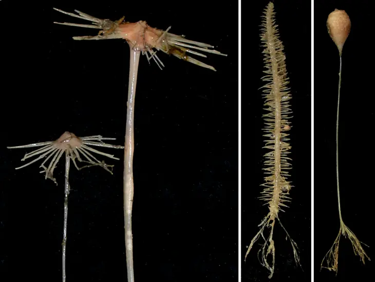 Misteriosas Misteriosas