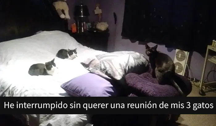gatos gatos