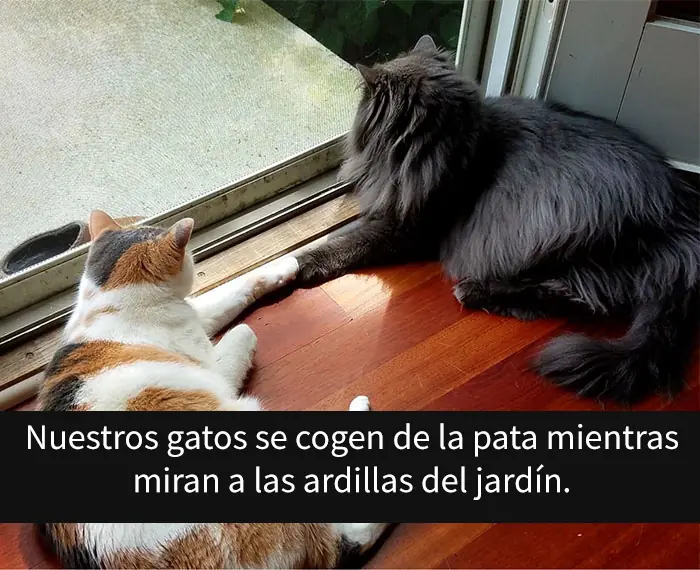divertidas divertidas