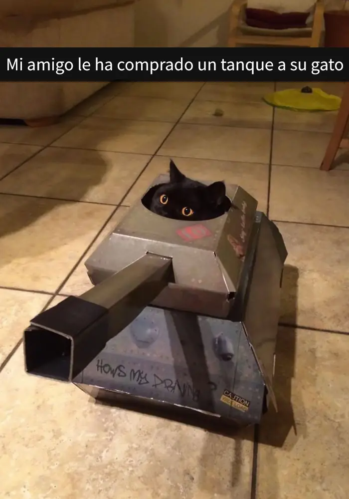 gatos gatos