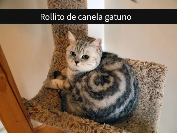 Snapchats Snapchats