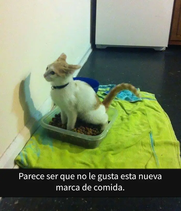 Divertidos snapchats de gatos que es imposible no reírse Divertidos snapchats de gatos que es imposible no reírse