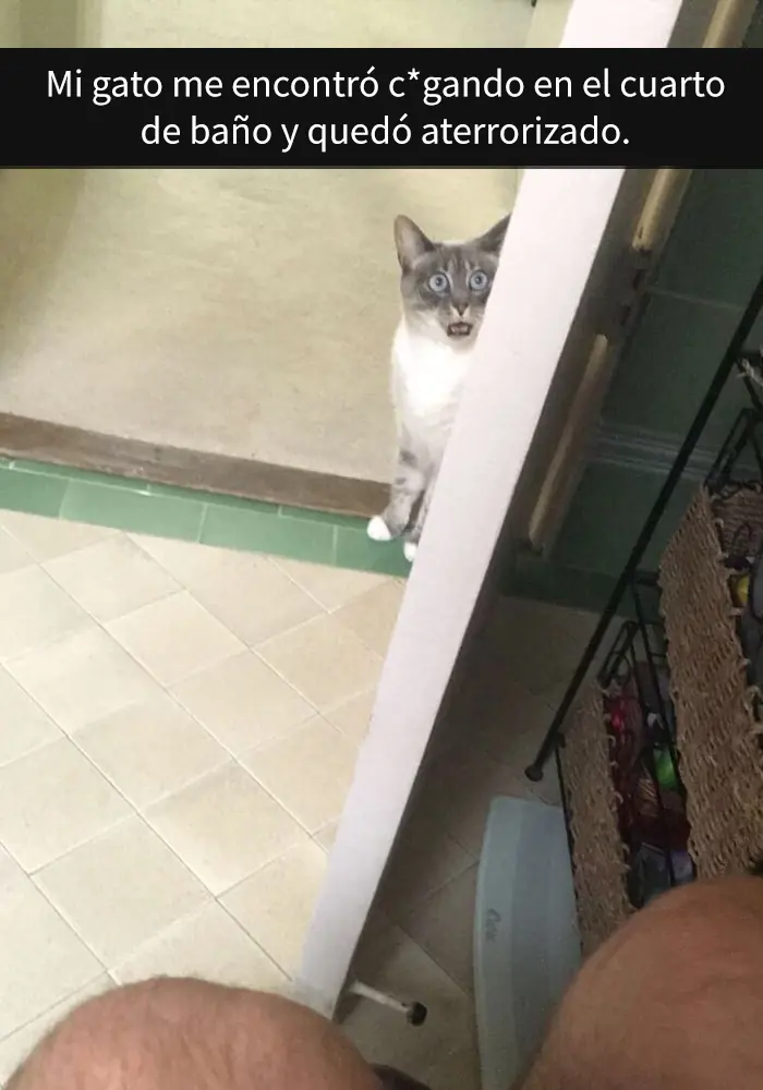 Divertidos snapchats de gatos que es imposible no reírse Divertidos snapchats de gatos que es imposible no reírse