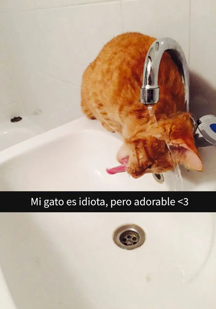 divertidas divertidas