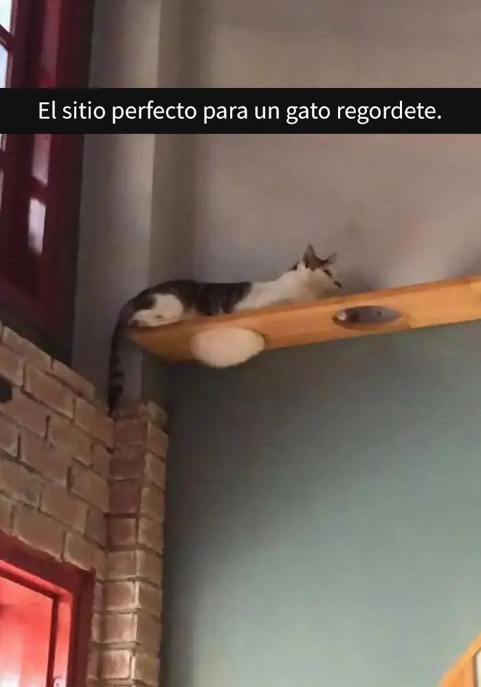 gatos gatos