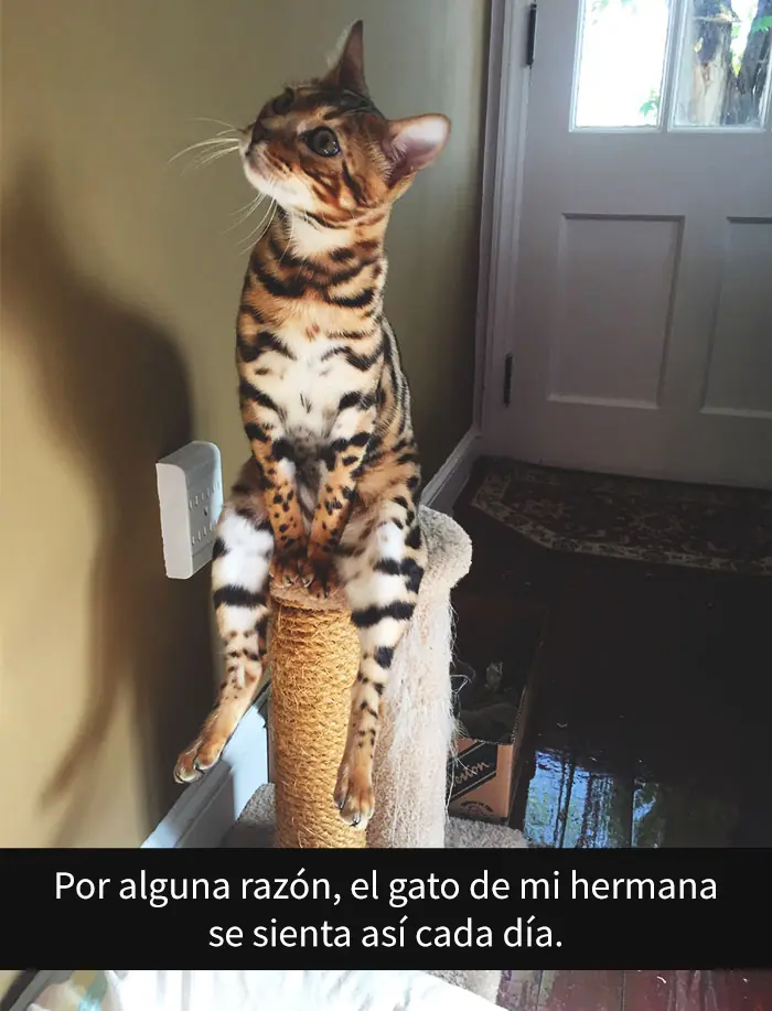Snapchats Snapchats