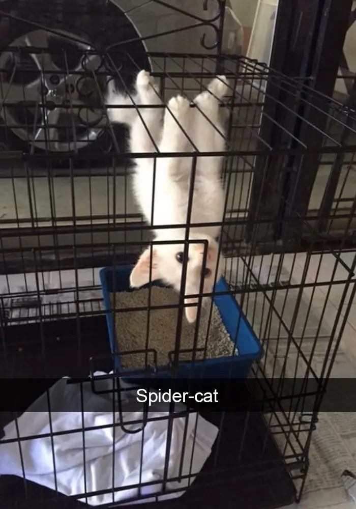 gatos gatos