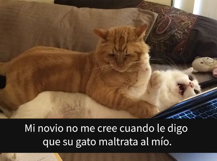 gatos gatos
