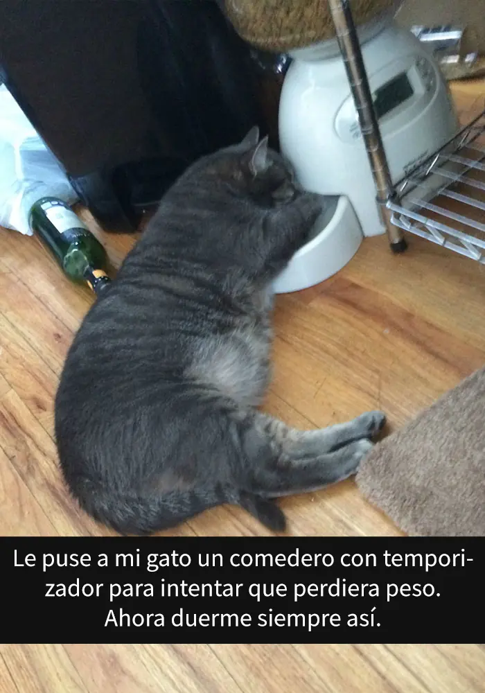 gatos gatos