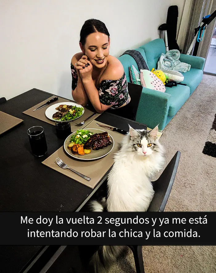 gatos gatos