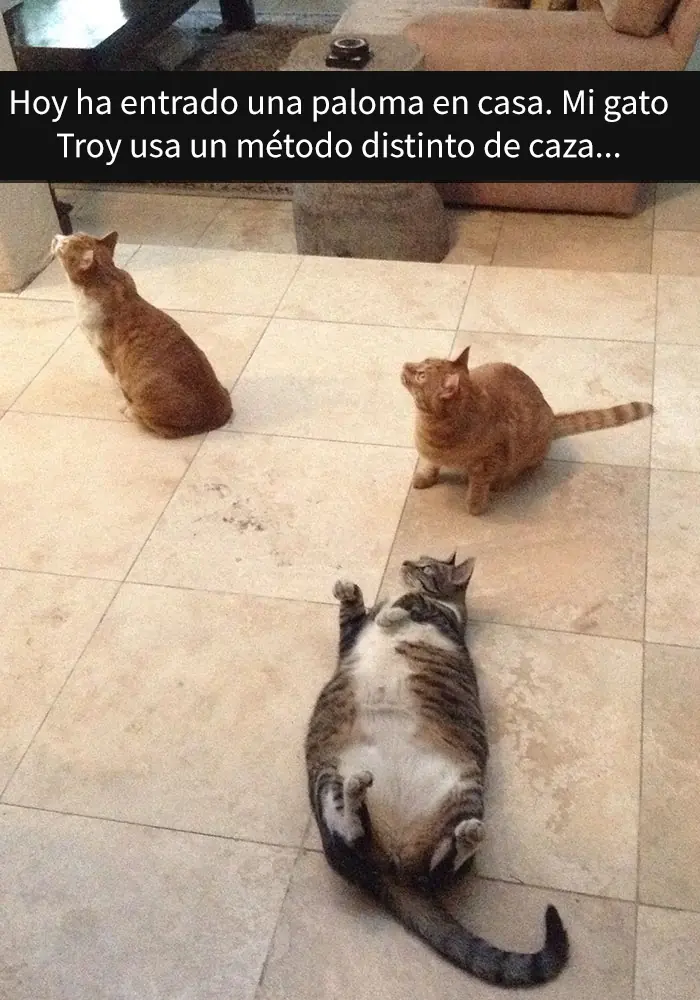divertidas divertidas