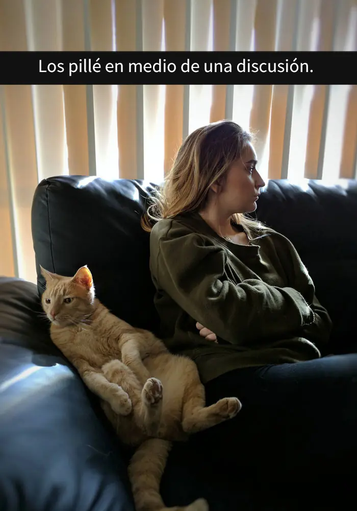 Divertidos snapchats de gatos que es imposible no reírse Divertidos snapchats de gatos que es imposible no reírse