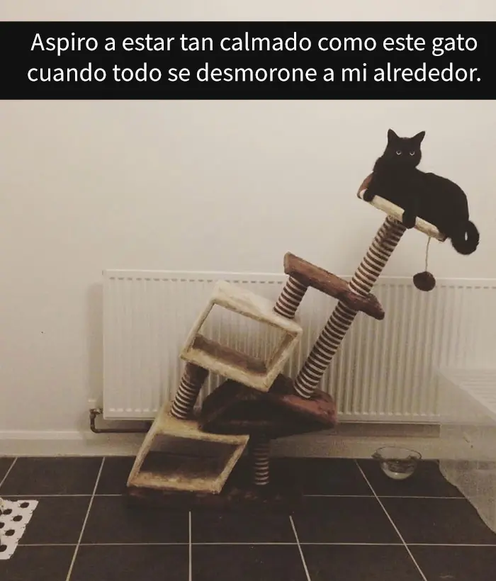 Divertidos snapchats de gatos que es imposible no reírse Divertidos snapchats de gatos que es imposible no reírse