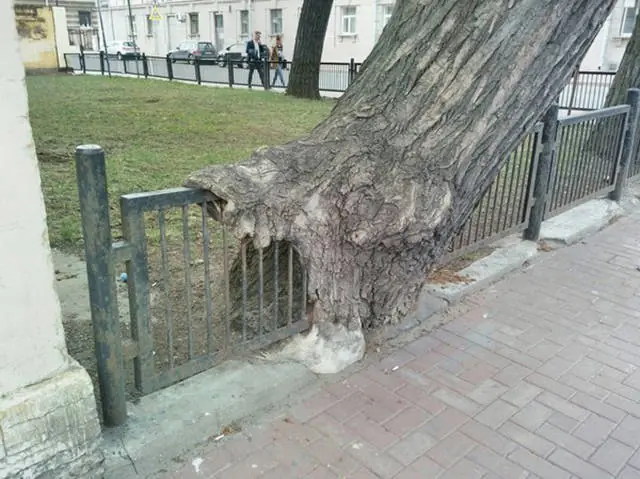 30 Imagenes curiosas que no se ven todos los dias
