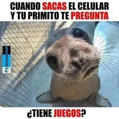 memes