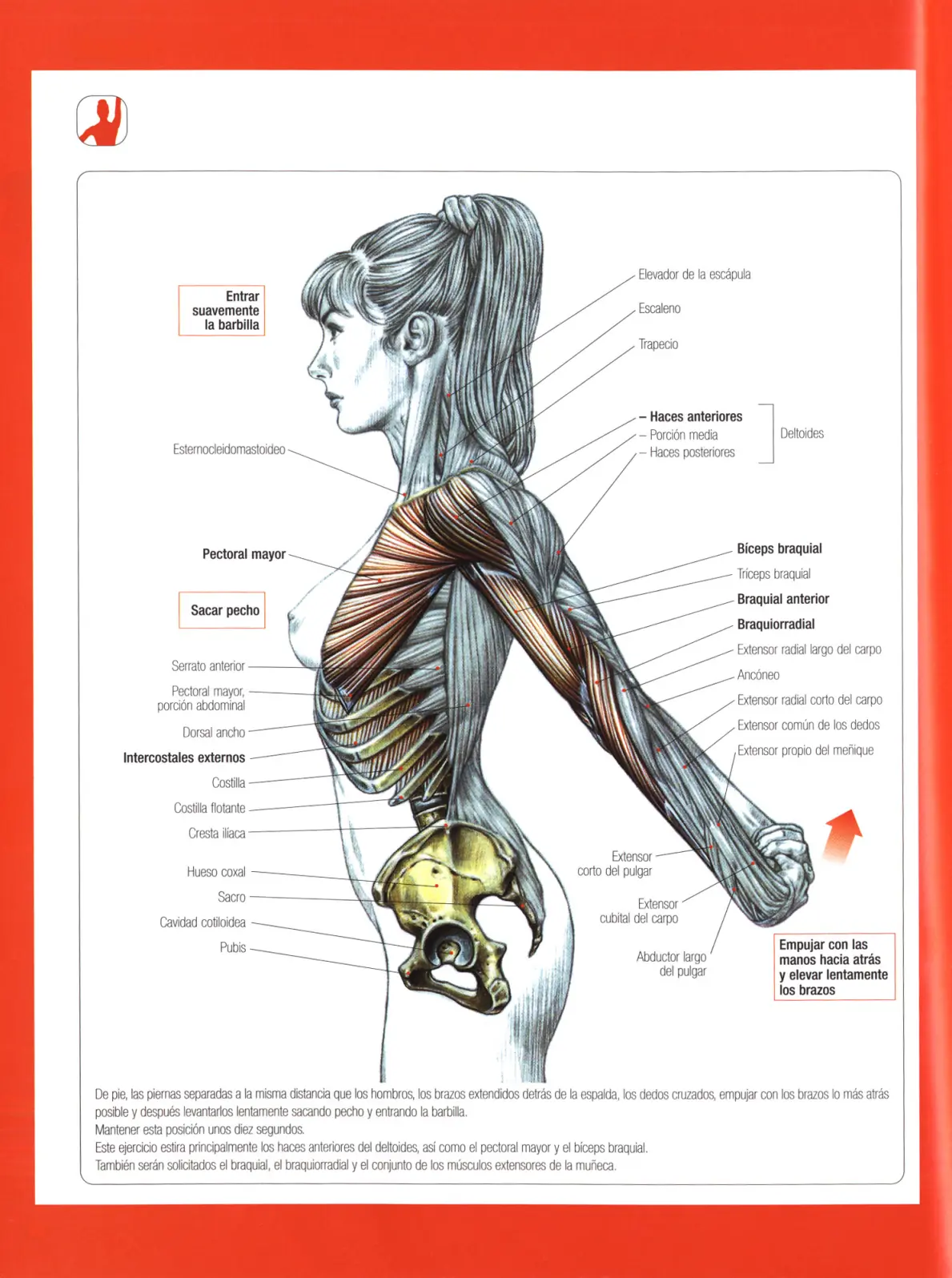 Guia de los movimientos en musculacion Parte II
