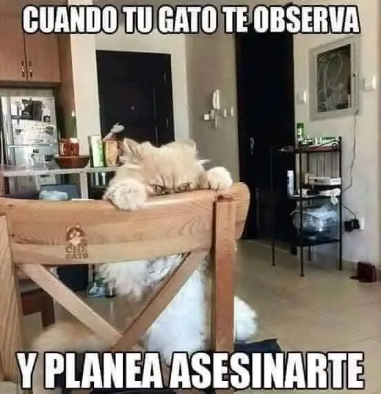 memes