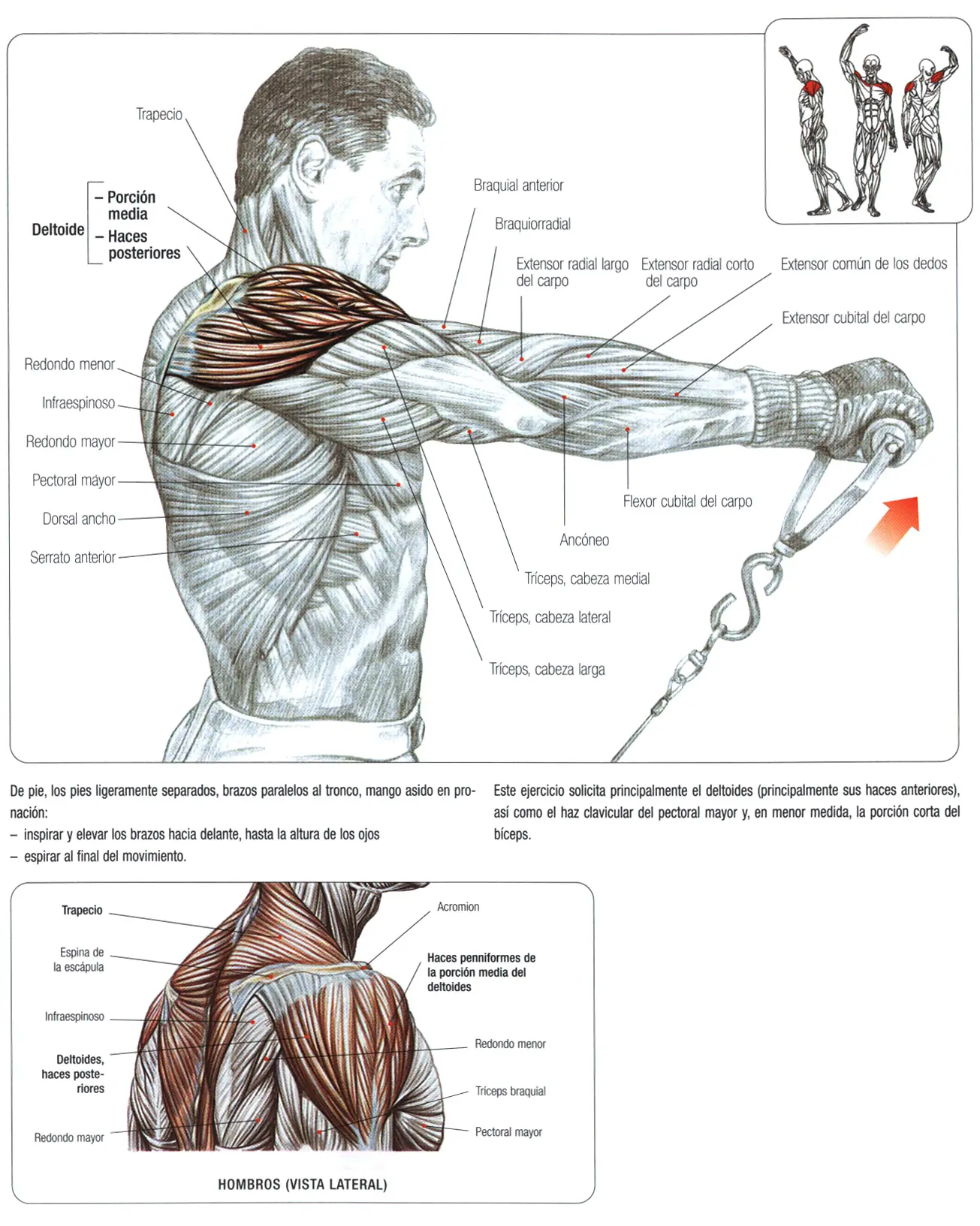 Guia de los movimientos