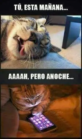 tenes que verlos