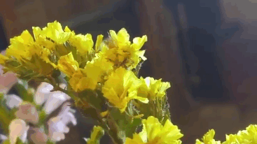 Increíbles ejemplos de camuflaje animal