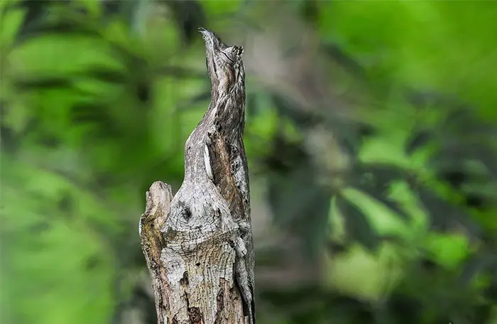 camuflaje