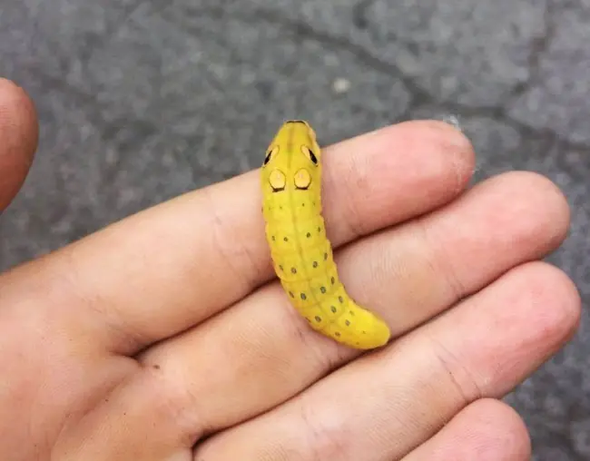 mascota