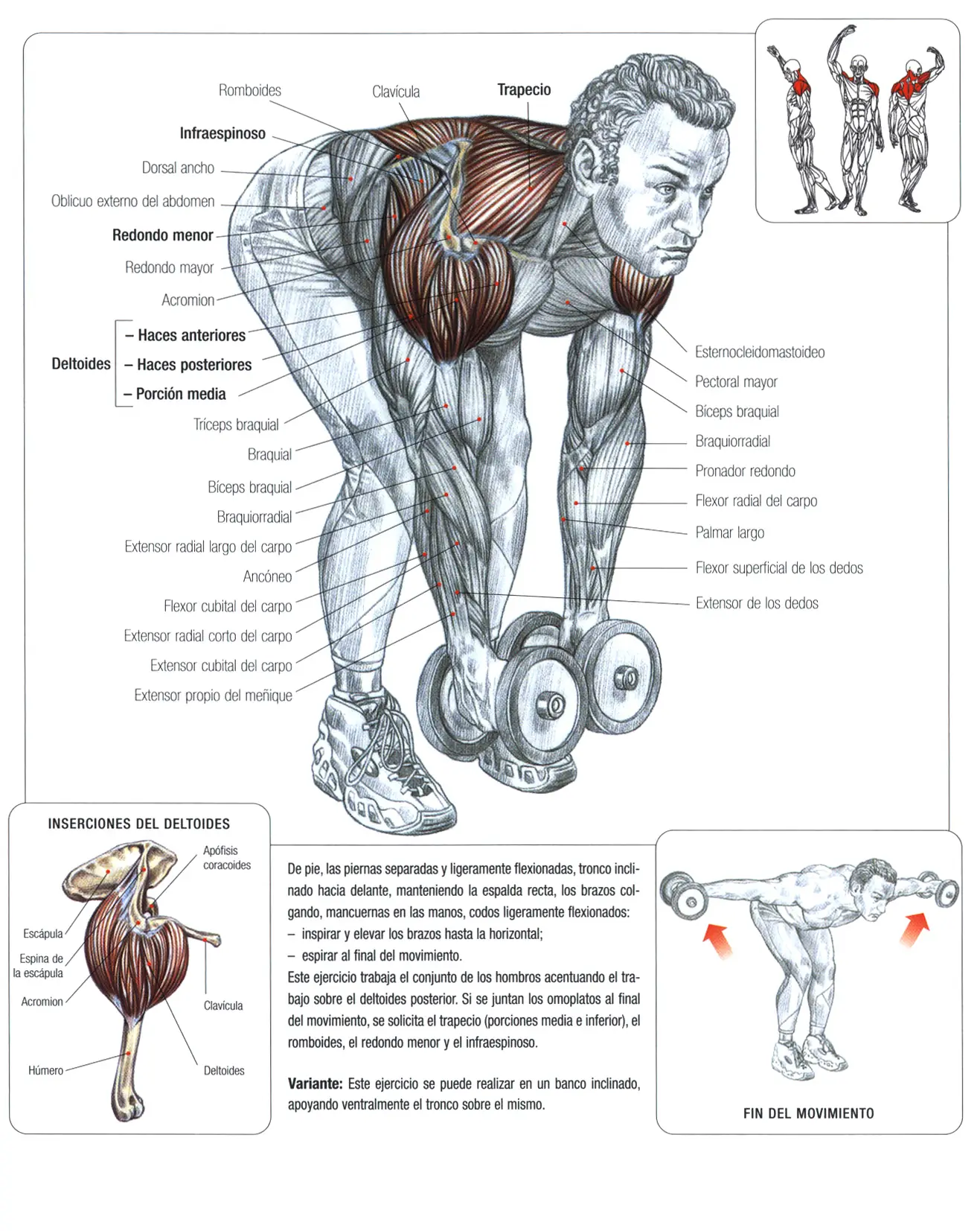 Guia de los movimientos en musculacion Parte II
