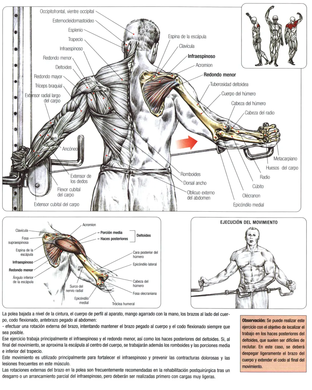 Guia de los movimientos en musculacion Parte II