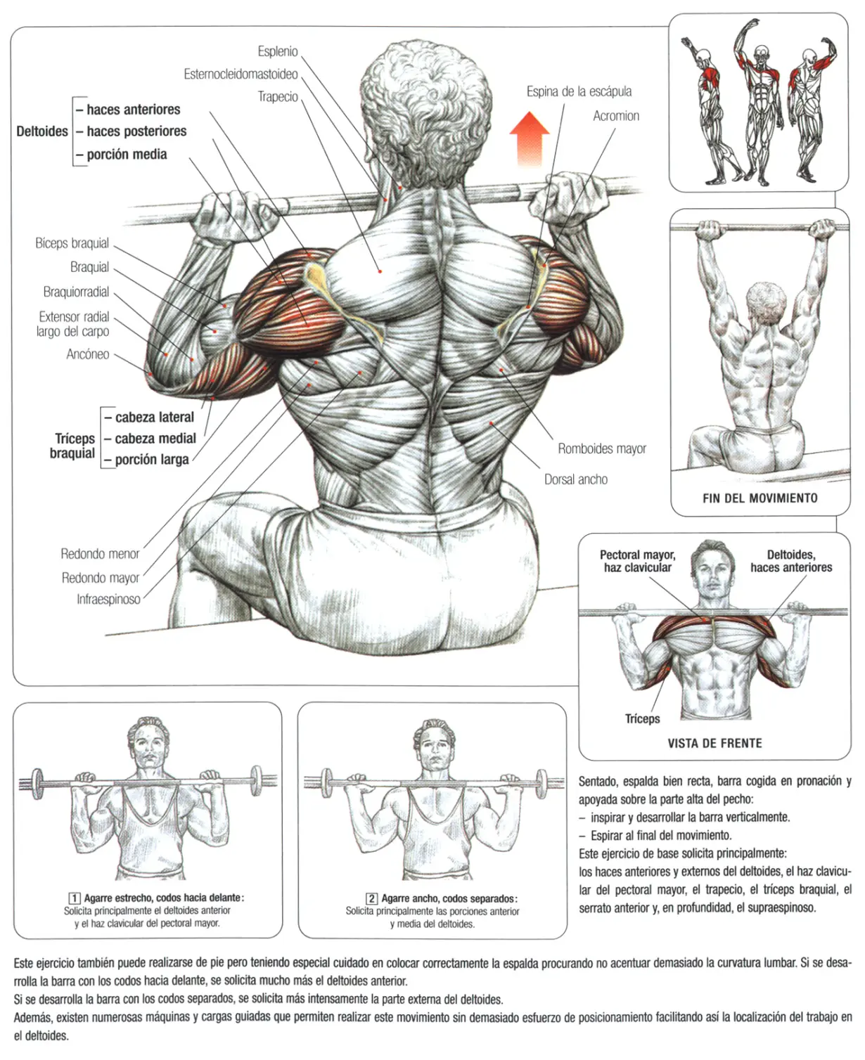 Guia de los movimientos en musculacion Parte II