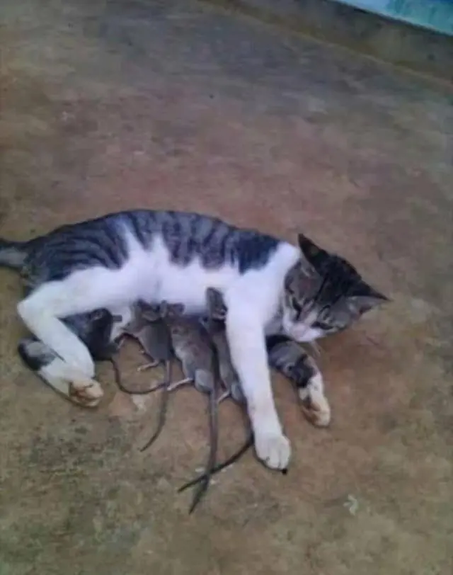 imagenes de humor