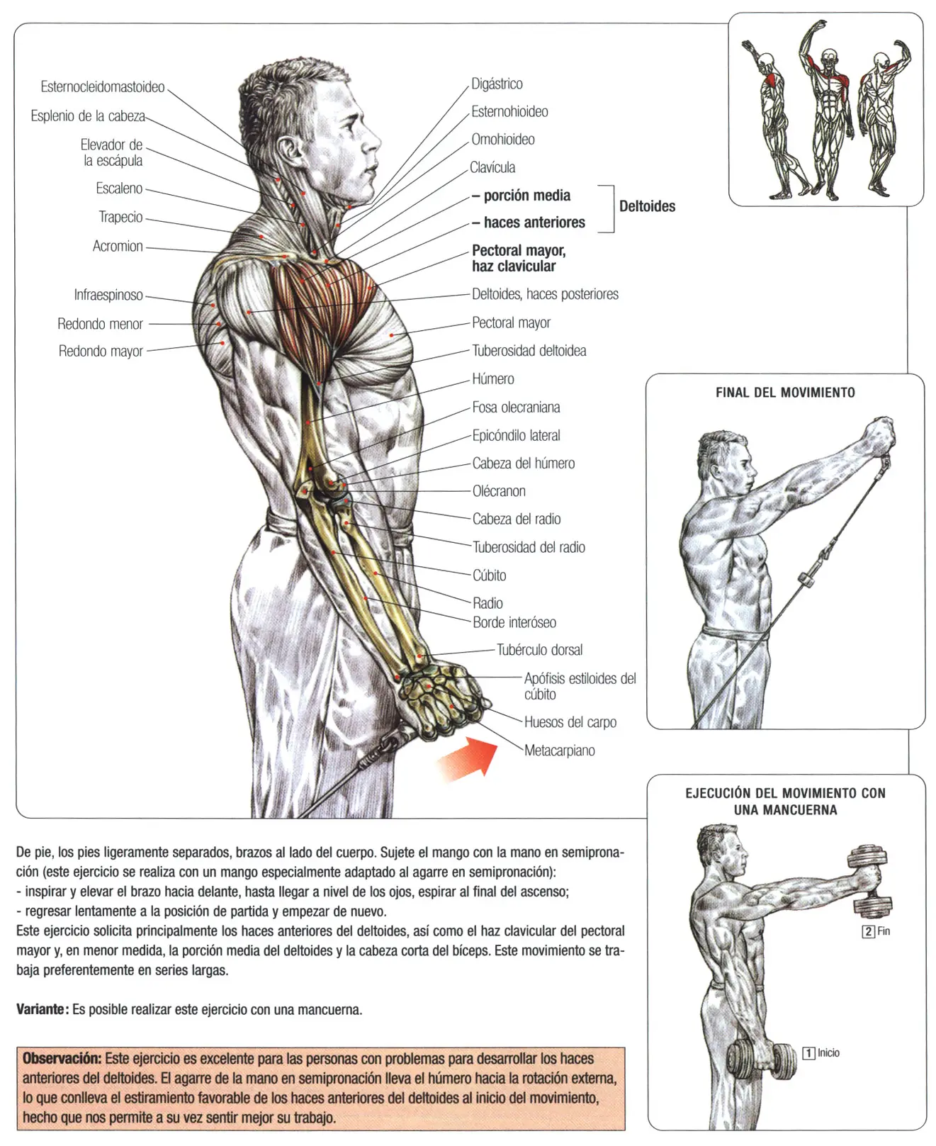 Guia de los movimientos en musculacion 