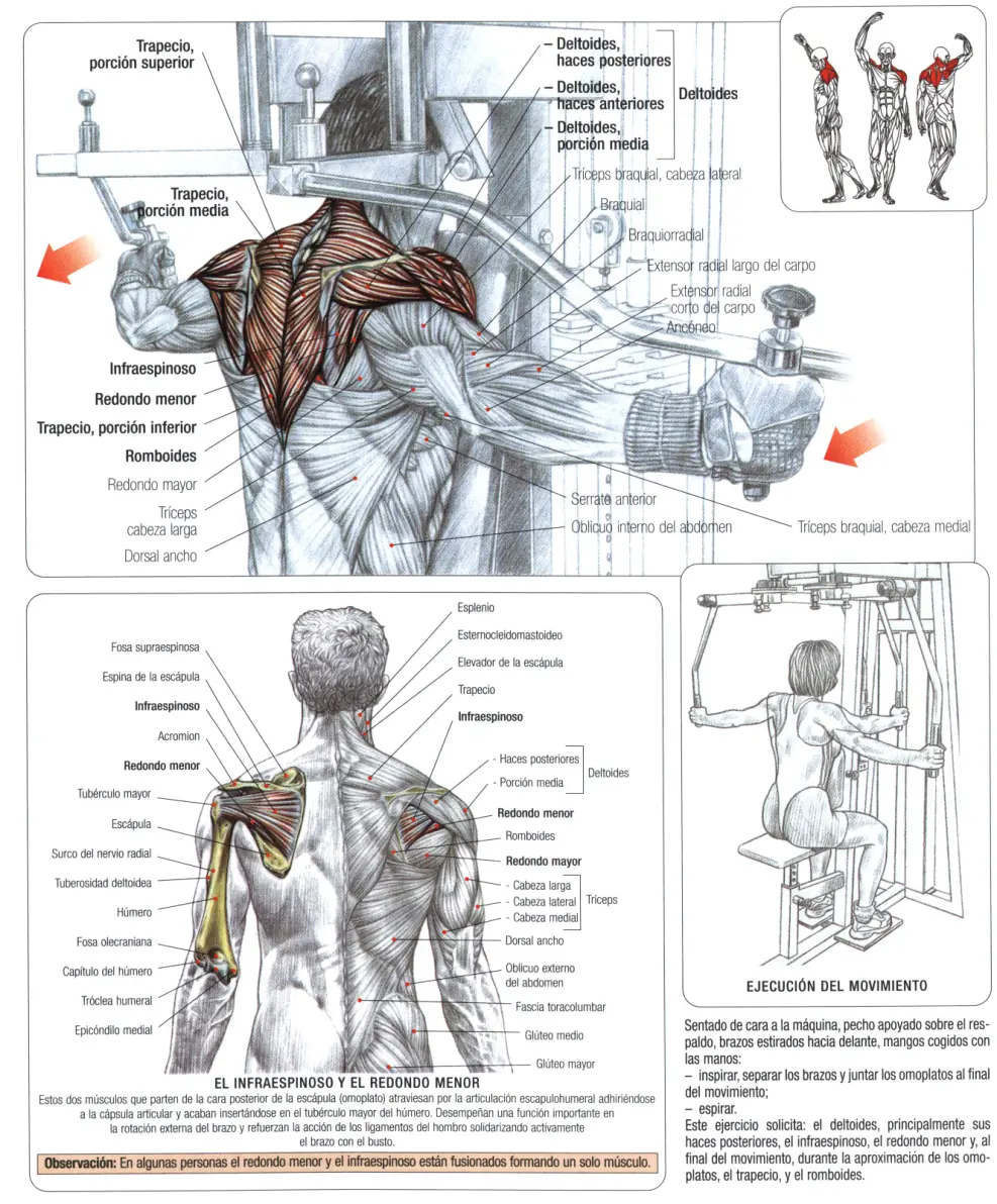 Guia de los movimientos en musculacion Parte II