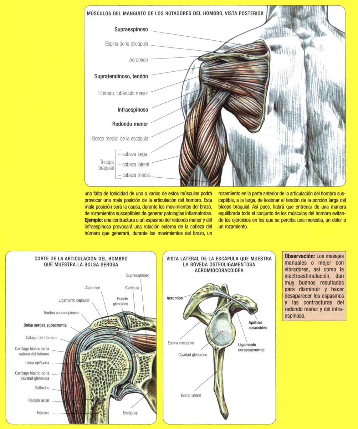 Guia de los movimientos en musculacion Parte II