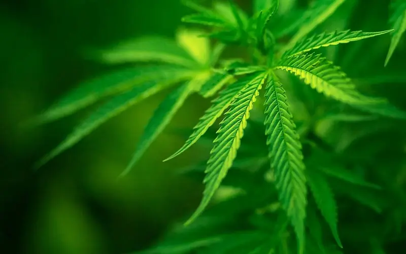la marihuana frena el HIV, a fumar!!!