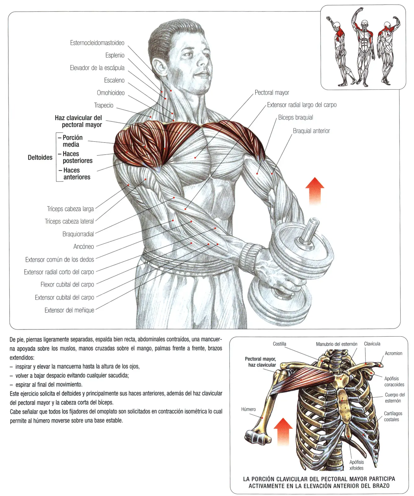 Guia de los movimientos en musculacion Parte II