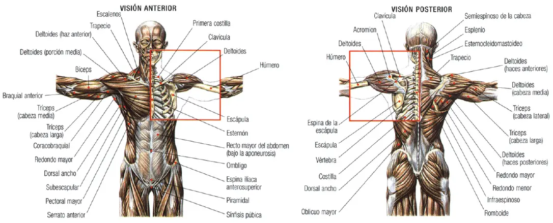 Guia de los movimientos en musculacion 