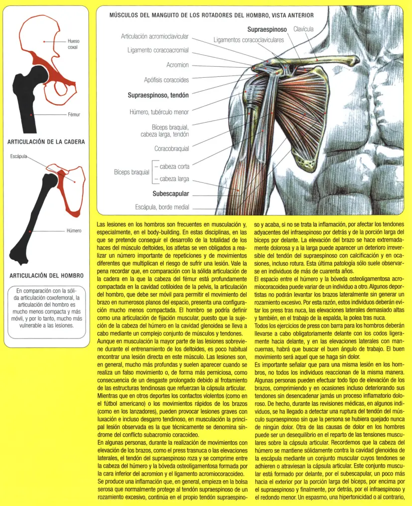 Guia de los movimientos en musculacion Parte II