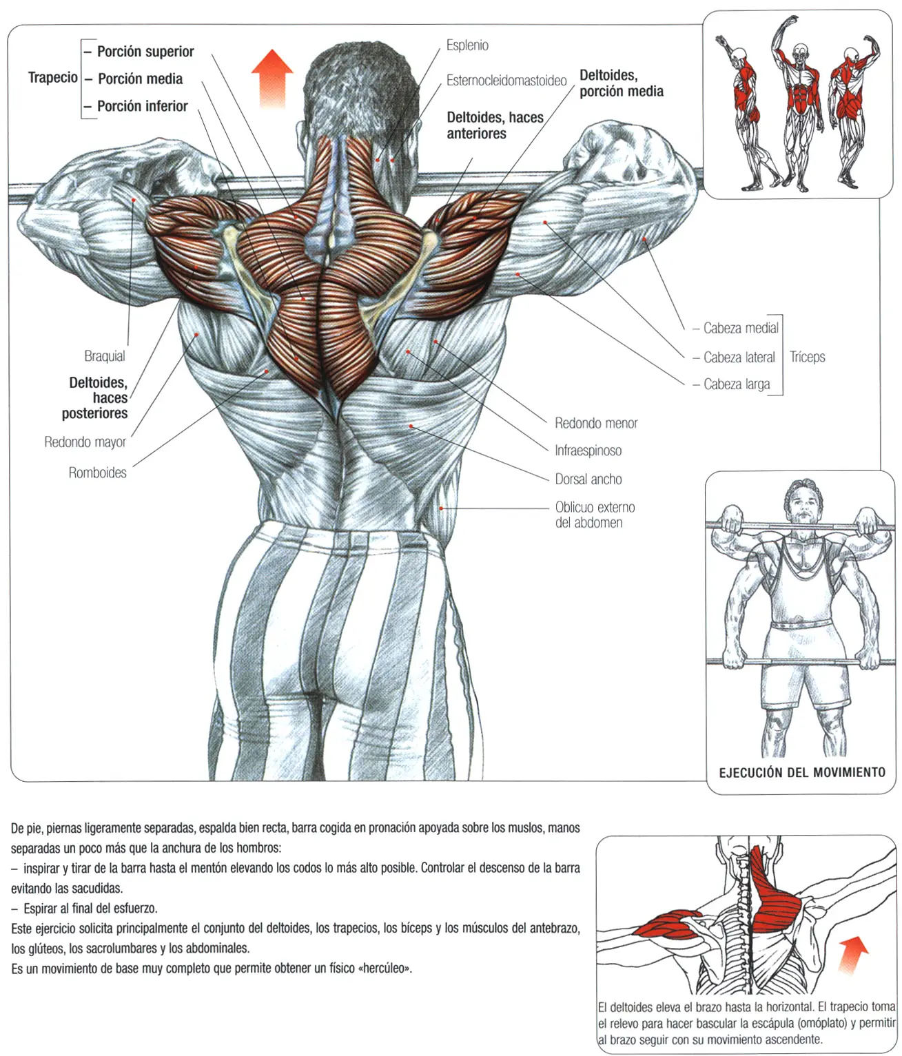 Guia de los movimientos en musculacion 