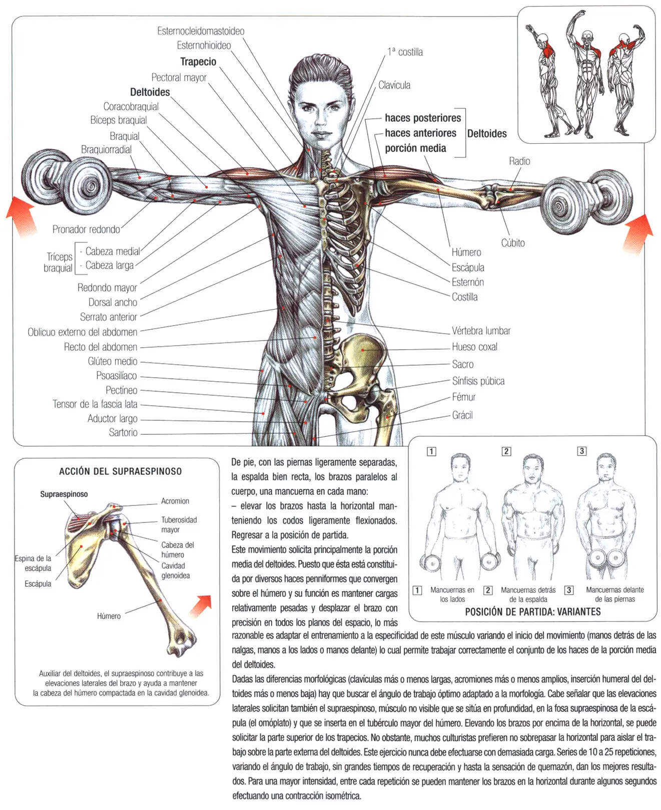 Guia de los movimientos
