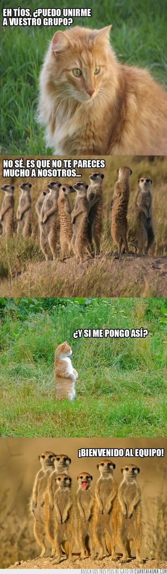 tenes que verlos