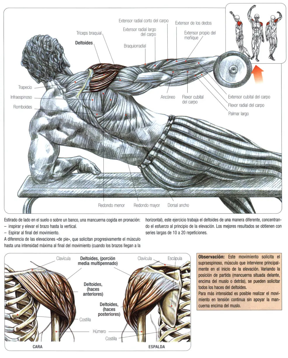 Guia de los movimientos en musculacion Parte II