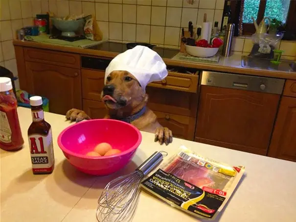 Razones para jamás encargarle tu mascota a nadie