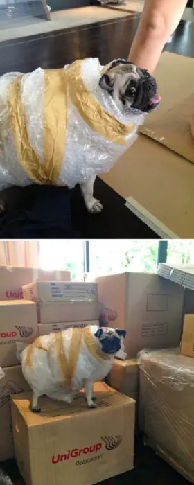 Razones para jamás encargarle tu mascota a nadie