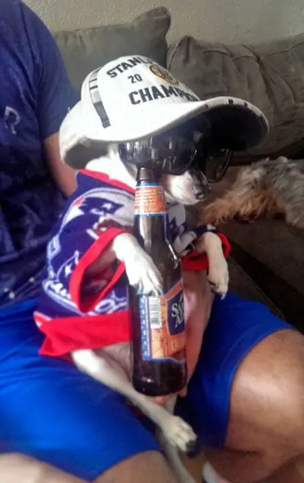 Razones para jamás encargarle tu mascota a nadie