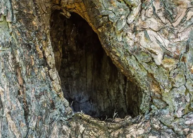 10 Castigos que empleaban los Persas!