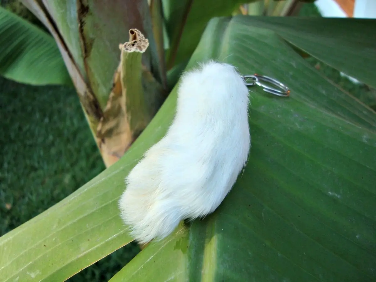 conejo conejo