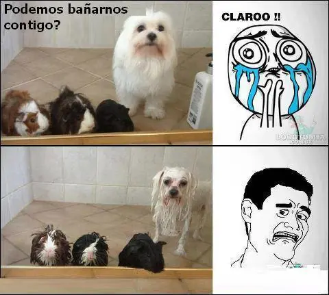 7 imágenes de humor que te sacaran una sonrisa